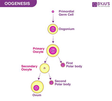 What Is a Primary Oocyte? Get the Answer at BYJU'S NEET