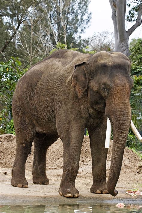 File:Asian elephant - melbourne zoo.jpg - Wikimedia Commons