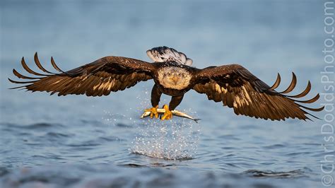 Bald Eagle sub-adult with fish — Nature Photography Blog