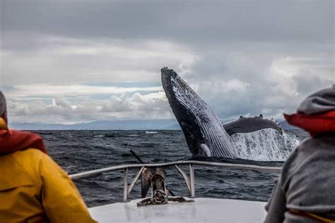 Whale Watching in Reykjavik - Wildlife Tours Tips In Iceland