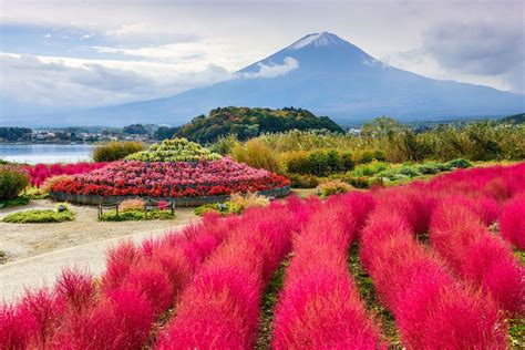 Oishi Park Kawaguchiko Mount Fuji Japan