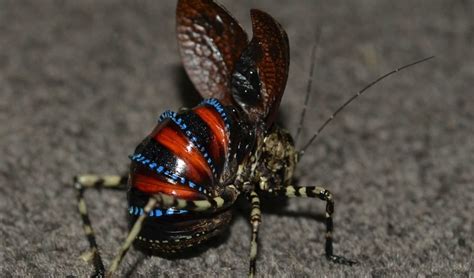 Australia's Terrifying Insects: A Guide To Scary Bugs In Australia