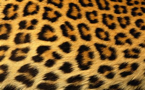 Leopard Print Background wallpaper | 1440x900 | #13620