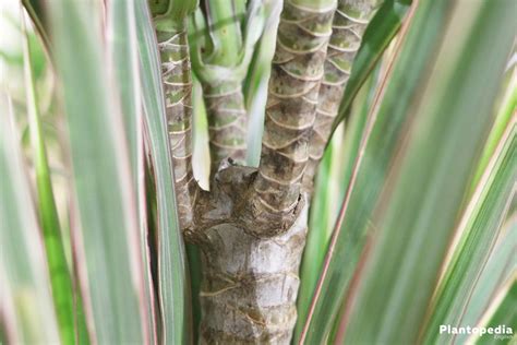 Dracaena Marginata Plant - Watering, Pruning, Propagation - Plantopedia