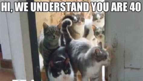 Funny Cat Memes - The Best Funny Cat Memes - Slapwank