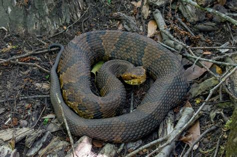 Northern Cottonmouth | South Carolina Partners in Amphibian and Reptile Conservation