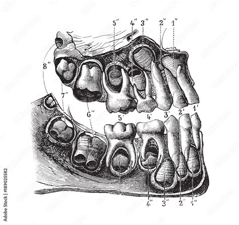 Human teeth anatomy (child) / vintage illustration Stock Vector | Adobe Stock