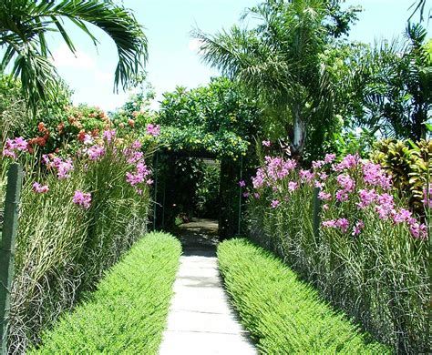 Plants for tropical gardens