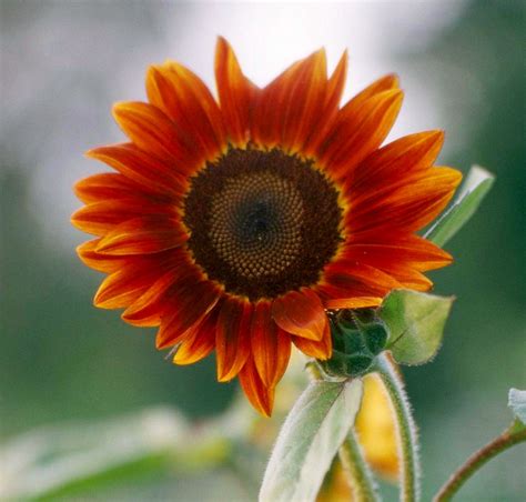 How to Plant and Grow Annual Sunflower