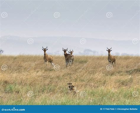 A Cheetah Pair Hunting a Hartebeest Herd Stock Photo - Image of park ...