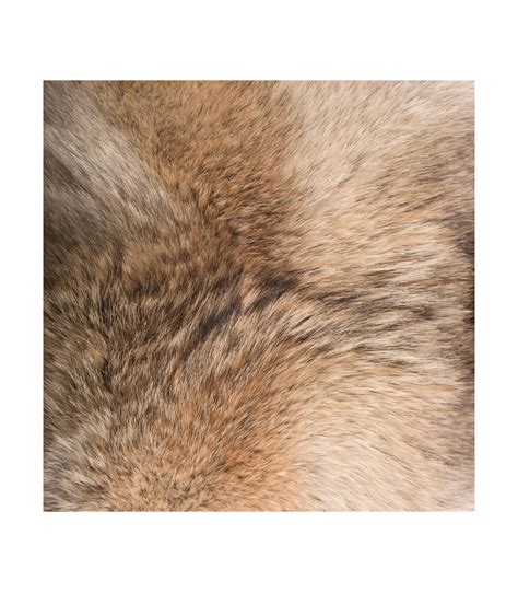 Coyote Rug - Real Fur Rugs For Sale at Fur Source