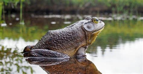 Bullfrog - A-Z Animals