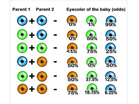 facts about eye color heffingtons house of vision - eyes recessive dominant google search cores ...