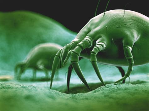 Where Do Dust Mites Come From? - All About Dust Mites