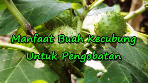 Terbukti Baik Untuk Kesehatan Tulang, Buah Kecubung Malah Bahaya Jika Salah Olah