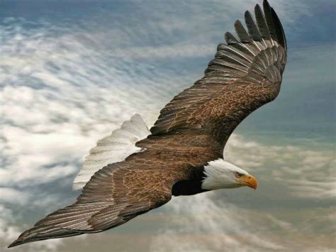 Eagle HD Wallpapers Desktop Pictures – One HD Wallpaper Pictures ...