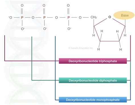 Nucleotides Vs Nucleosides