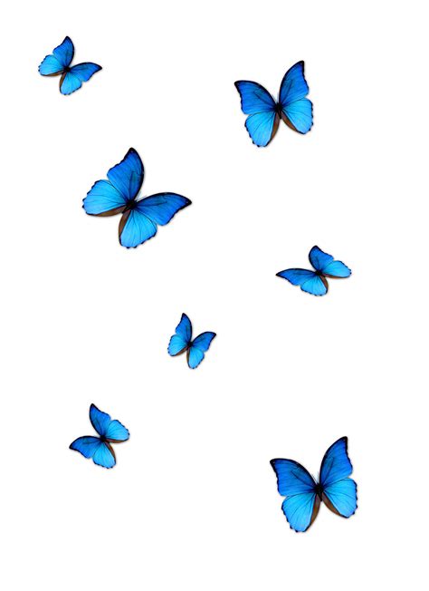 Butterfly PNG Images Transparent Free Download - PNG Mart