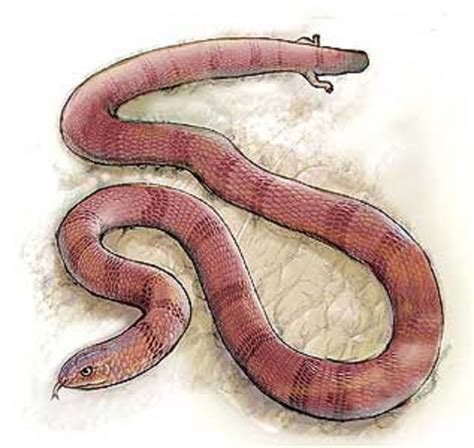 Art illustration - Najash: is an extinct genus of basal snakes that lived Cenomanian-Turonian in ...