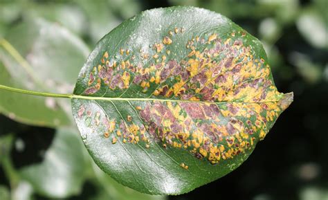 Pear Leaf Blister Mite | Garden Pests & Diseases | Gardening Tips | Thompson & Morgan