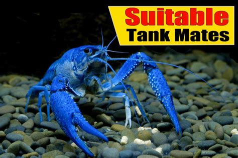 Crayfish and Suitable Tank Mates - Shrimp and Snail Breeder