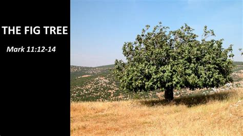 Sermon: THE FIG TREE – Mark 11:12-14