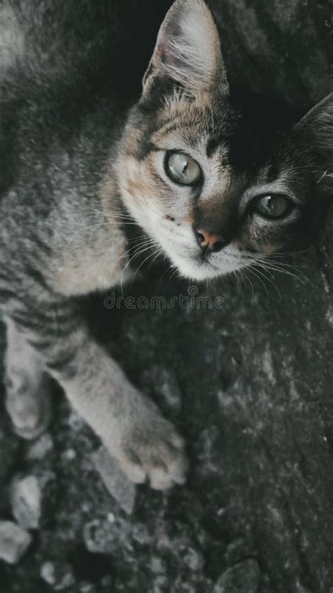 Gatitos Lindos Gatitos Durmiendo En La Carretera Imagen de archivo - Imagen de gato, mascotas ...