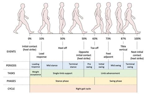 [DIAGRAM] Running Gait Phases Diagram - MYDIAGRAM.ONLINE