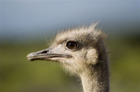 South Africans detect H7N1 bird flu on ostrich farm, unrelated to Chinese killer strain ...