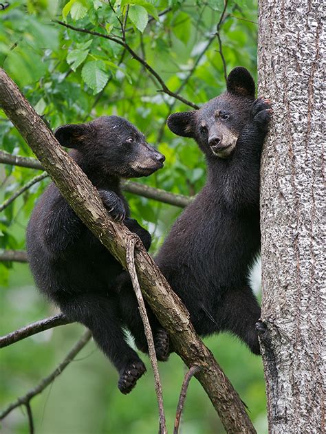 Black Bear Cubs | Sean Crane Photography