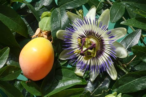 Passiflora caerulea (Bluecrown Passionflower, Blue Passionflower, Common Passionflower, Flower ...