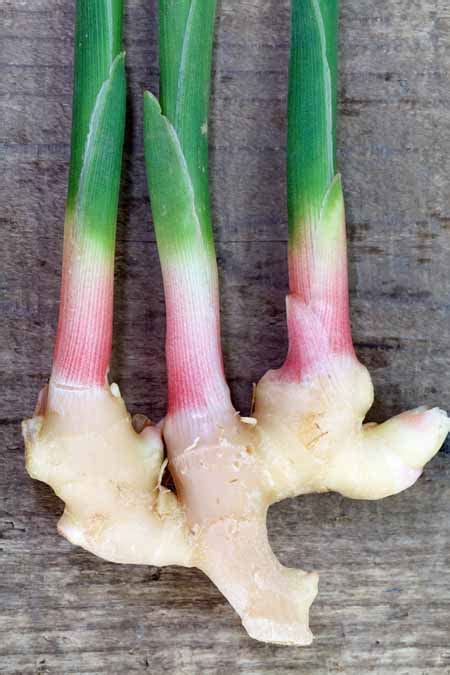 How to Grow Ginger - Propagation & More | Gardener's Path