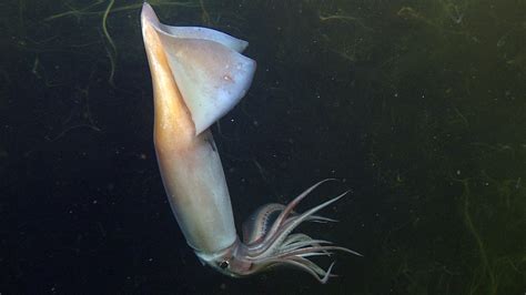 Deep Sea Squid Communicate by Glowing Like E-Readers | WAMU