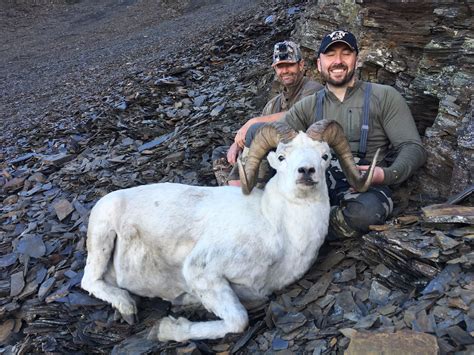 Bighorn Sheep Hunting Wyoming | Best of the West Outfitters