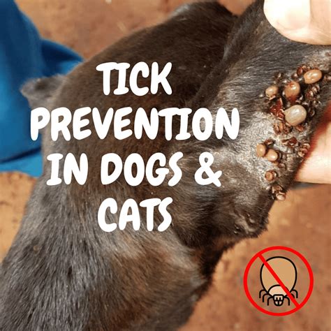 Frontline Dog Tick Prevention - Photos All Recommendation