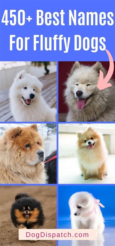 450+ Best Names For Fluffy Dogs (2022 Updated) - Dog Dispatch