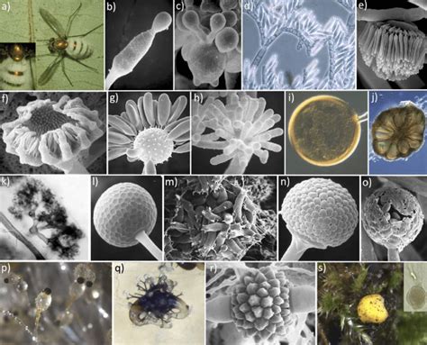 Examples of zygomycete fungal diversity. Zoopagomycota: (a) adult fly... | Download Scientific ...