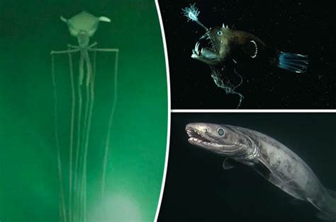 Aliens of the deep: Sea monsters filmed thousands of feet underwater | Daily Star