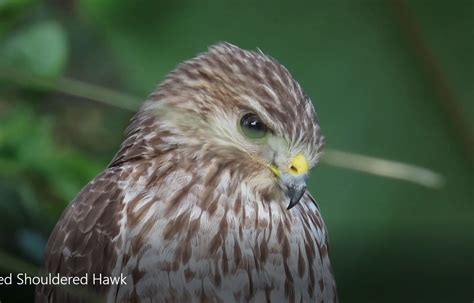 Florida Hawk ID - Help Me Identify a North American Bird - Whatbird ...