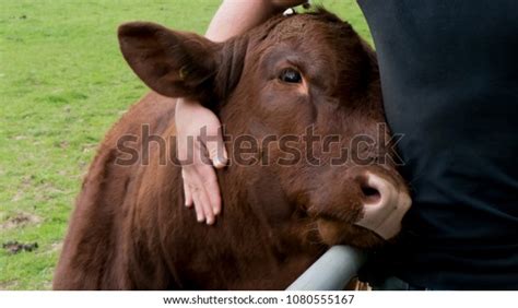 Cow Enjoys Human Hug Stock Photo 1080555167 | Shutterstock