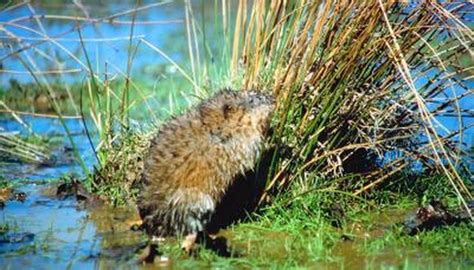 Types of Wild Rodents in Ohio | Sciencing