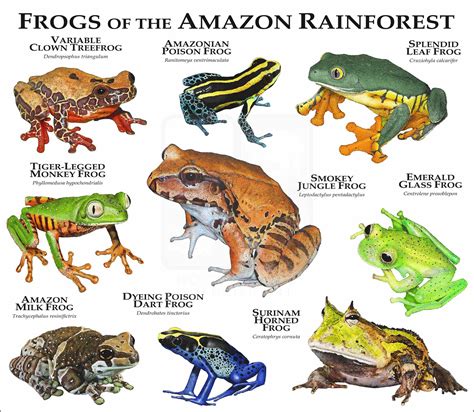 Frogs of the Amazon Rainforest Poster Print - inkart