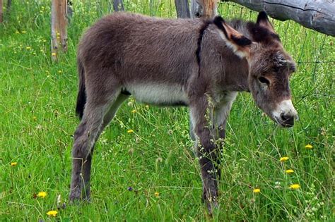 Top 100 Baby Donkey Names – Male & Female Names | PetPress