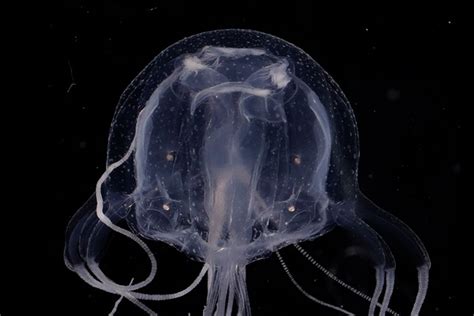 Do Box Jellyfish Have Eyes? (The Fascinating Facts) – Ocean Action Hub