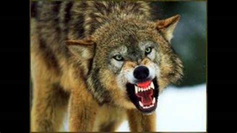 How To Growl Like A Wolf - Stom