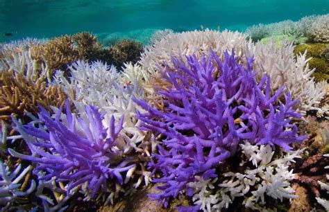 Study: Mysterious glowing coral reefs are fighting to recover | The Challenge hebdo