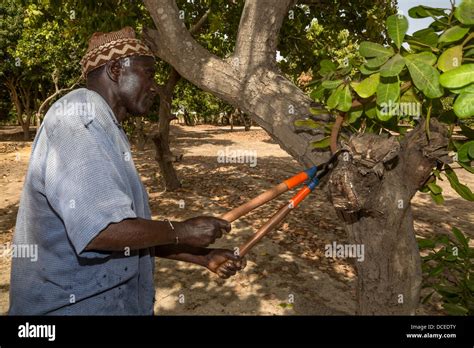 Cashew Nut Farmer Pruning one of his Trees, near Sokone, Senegal Stock Photo - Alamy