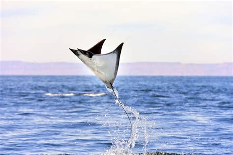 Why do Manta Rays Jump out of the Water? - Manta Ray Advocates Hawaii