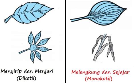 Gambar Tumbuhan Dikotil Dan Monokotil Beserta Keterangannya - Gambar Gambar Tumbuhan