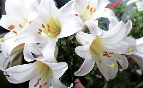 The Meaning of Easter Lilies and Other Seasonal Plants - Alsip Home & Nursery